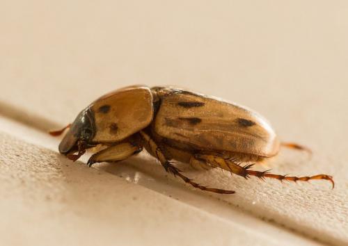 Réf. 200 275 : Cyclocephala sp.